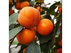 富光果业有限公司  专业供应水果 果树 优质柿树 斤柿-- 