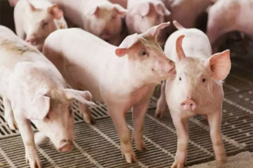 猪肉价格为何大涨？